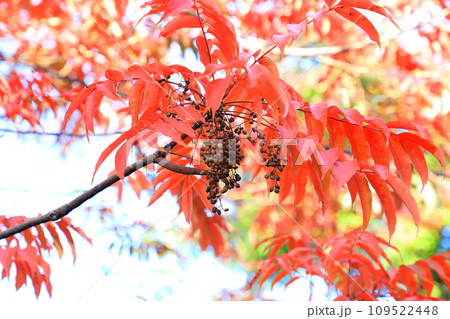 黄櫨の木（ハゼノキ）の紅葉と果実　 109522448