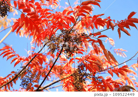 黄櫨の木（ハゼノキ）の紅葉と果実 の写真素材 [109522449] - PIXTA