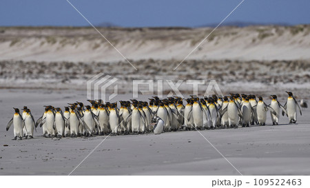 Penguin Beach 109522463