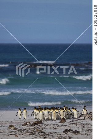 King Penguins in the Falkland Islands 109522919