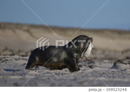 Sea Kion hunting penguins Sea Kion hunting penguins 109523248