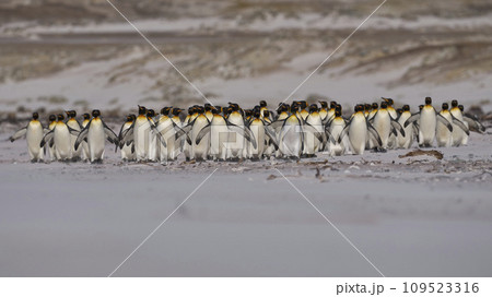 King Penguins on the beach King Penguins on the beach 109523316