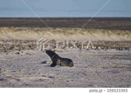 Sea Lion hunting penguins Sea Lion hunting penguins 109523365