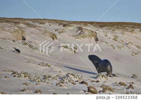 Sea Lion hunting penguins 109523368