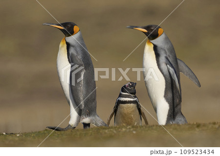 King Penguins walking King Penguins walking 109523434