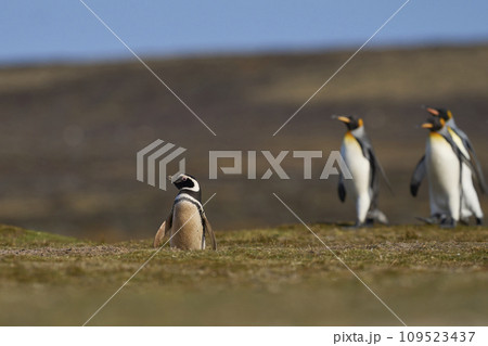King Penguins walking King Penguins walking 109523437