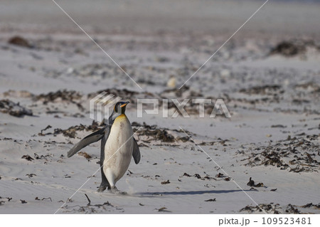 King Penguin on a sandy beach King Penguin on a sandy beach 109523481
