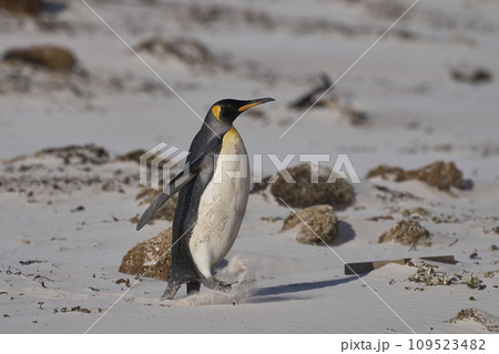 King Penguin on a sandy beach 109523482