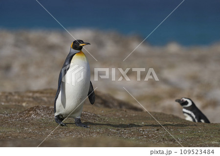 King Penguin on a sandy beach King Penguin on a sandy beach 109523484