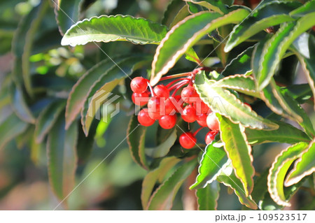 赤い実をつけた万両（マンリョウ） 109523517