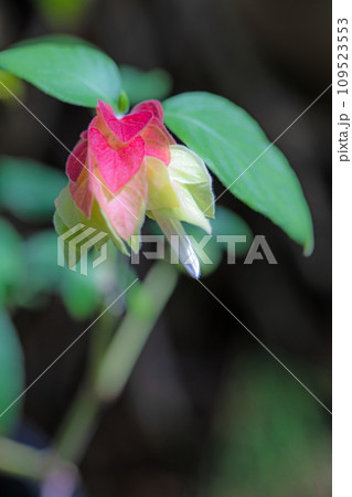 家の周りの草花 四季の色々 美しく輝くピンクの花びら 家の周りの草花 四季の色々 美しく輝くピンクの花びら 109523553