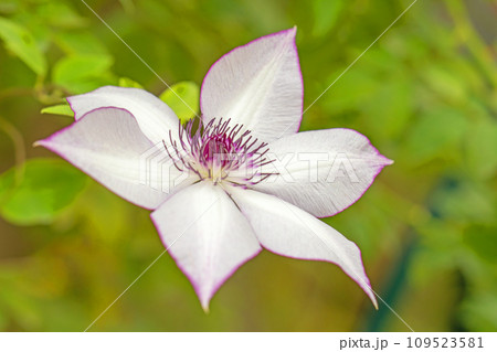 家の周りの草花 四季の色々 星形の大輪 薄紫のクレマチス 家の周りの草花 四季の色々 星形の大輪 薄紫のクレマチス 109523581