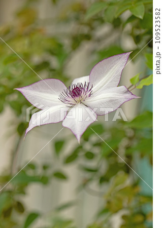 家の周りの草花　四季の色々　星形の大輪　薄紫のクレマチス　 109523582