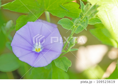 家の周りの草花 四季の色々 紫の美しい花びら コンボルブルス 家の周りの草花 四季の色々 紫の美しい花びら コンボルブルス 109523619