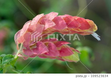 家の周りの草花　四季の色々　美しく輝くピンクの花びら　コエビソウ　ペロペロネ 109523634
