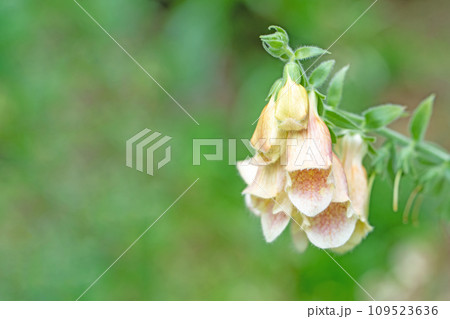 家の周りの草花　四季の色々　釣鐘の花びら　ジキタリスの花 109523636