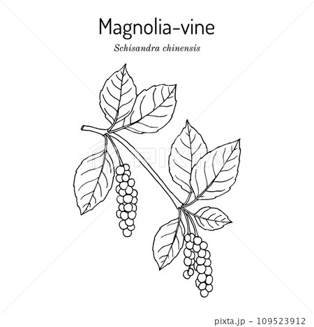 Branch of Chinese Schisandra (five flavor berry). Hand drawn botanical vector illustration 109523912