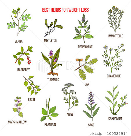 Best natural herbs for fast weight loss. Hand drawn vector set 109523914