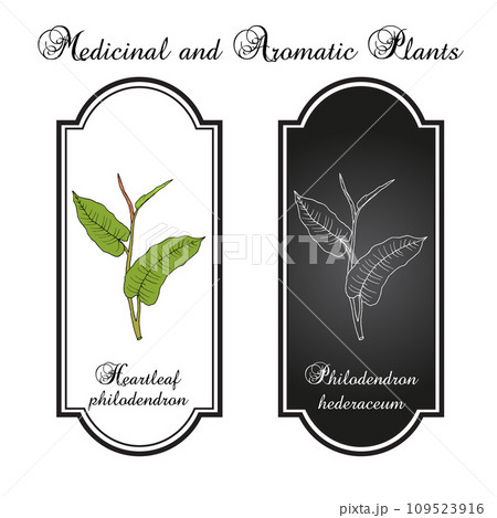 Heartleaf philodendron (Philodendron hederaceum, or scandens), ornamental house plant. 109523916