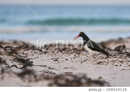 Magellanic Oystercatcher 109524110