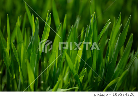 大麦若葉 109524526