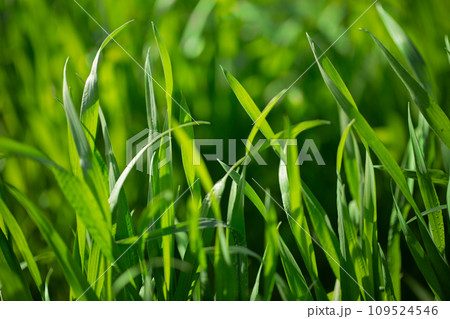 大麦若葉 109524546