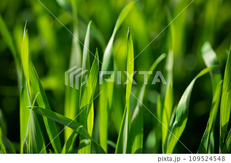 大麦若葉 109524548