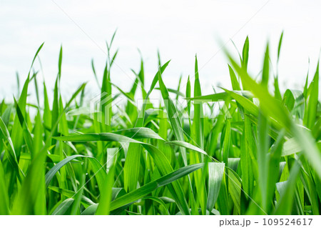 大麦若葉 109524617