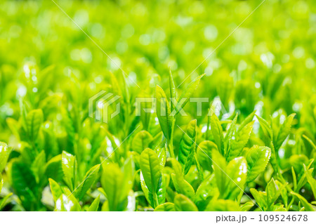 新茶 新茶 109524678