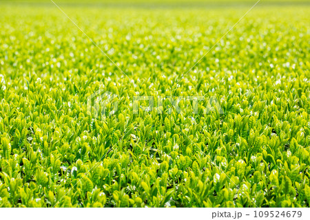 新茶 新茶 109524679