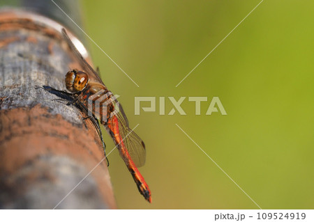 初冬のアキアカネ（オス） 109524919