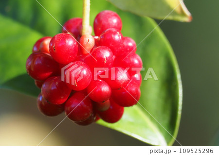 サネカズラの実 109525296