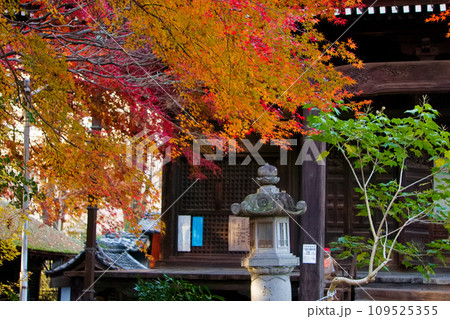 紅葉に包まれた本堂 109525355