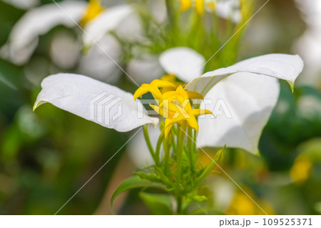 家の周りの草花 四季の色々 白い額と星形の可愛い花 コンロンカ 家の周りの草花 四季の色々 白い額と星形の可愛い花 コンロンカ 109525371