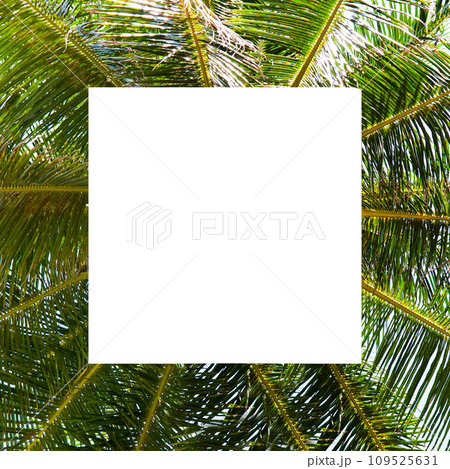 Tropical palm tree with royal coconuts. Free space for text. 109525631