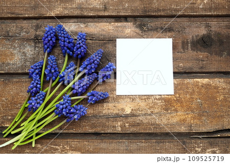 Blue spring flowers on a wooden background. Muscari armeniacum on a table. White sheet of paper for text. Copy space still life flat lay. Armenian grape hyacinth. Blue spring flowers on a wooden background. Muscari armeniacum on a table. White sheet of paper for text. Copy space still life flat lay. Armenian grape hyacinth. 109525719
