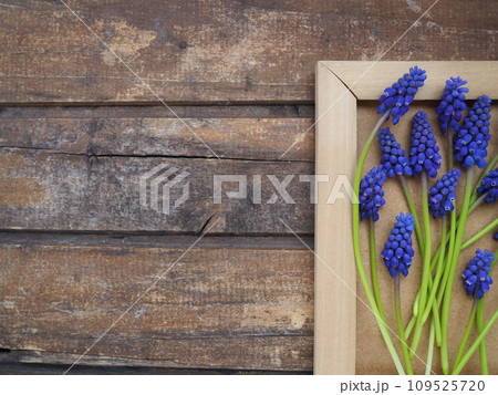 Blue spring flowers on a wooden photo frame. Muscari armeniacum on a wooden background. Bright postcard, congratulations. Copy space still life flat lay. Dark shabby old wood. Armenian grape hyacinth. 109525720