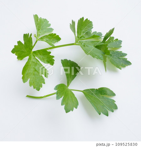 Petroselinum crispum, one- to two-year-old plant umbrella family Umbelliferae. Celery odorous, or Celery fragrant Apium graveolens is a biennial plant Apiaceae, a vegetable crop. White background. 109525830