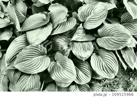 Hosta is a genus of perennial herbaceous plants in the family Asparagus formerly included in the family Liliaceae. Large hosta leaves. Floriculture and landscape design. Monochrome green tone 109525966