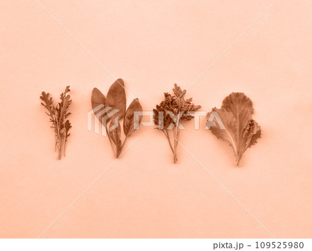 Peach fuzz is color of year 2024 tinted image Variety of green vegetables spinach, parsley, lettuce on a beige background. Healthy food concept. 109525980
