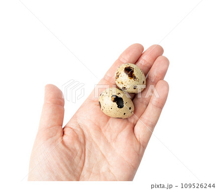 Quail Eggs, Diet Egg, Healthy Breakfast, Natural Organic Nutrition, Salad Ingredient Spotted Quail Egg 109526244