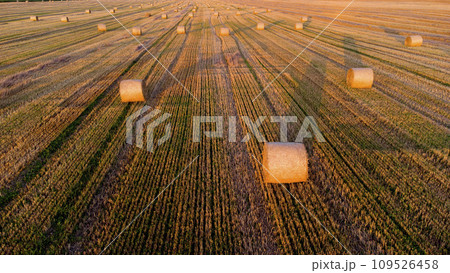 Many bales of wheat straw twisted into rolls with long shadows after wheat harvest lie on field during sunset sunrise. Flying over straw bales rolls on field. Aerial drone view. Agricultural landscape Many bales of wheat straw twisted into rolls with long shadows after wheat harvest lie on field during sunset sunrise. Flying over straw bales rolls on field. Aerial drone view. Agricultural landscape 109526458