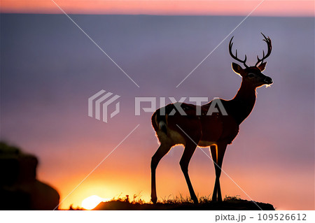 神々しき鹿　13 109526612