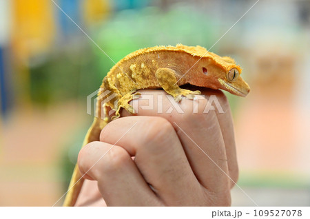 オウカンミカドヤモリ クレステッドゲッコウ オウカンミカドヤモリ クレステッドゲッコウ 109527078