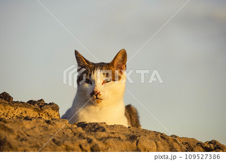 岩の上で休む猫 岩の上で休む猫 109527386