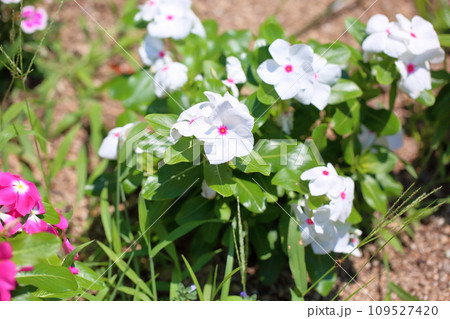 ニチニチソウの花 109527420