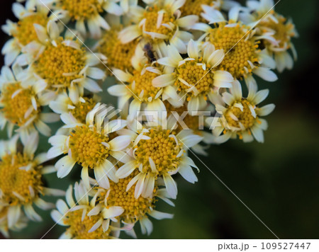 11月に咲いた小さな花磯菊（ハナイソギク）の花の写真素材 [109527447] - PIXTA