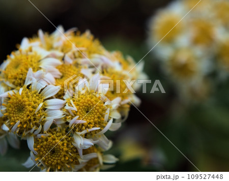 11月に咲いた小さな花磯菊（ハナイソギク）の花 109527448