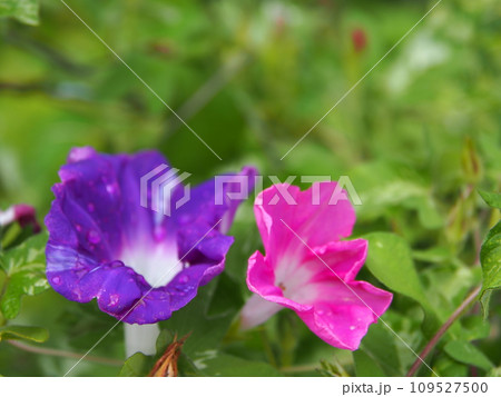 ニホンアサガオの花とコピースペース 109527500