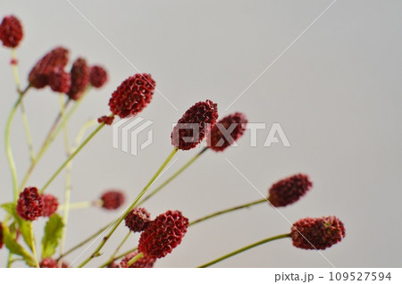 赤茶色のワレモコウの花 赤茶色のワレモコウの花 109527594